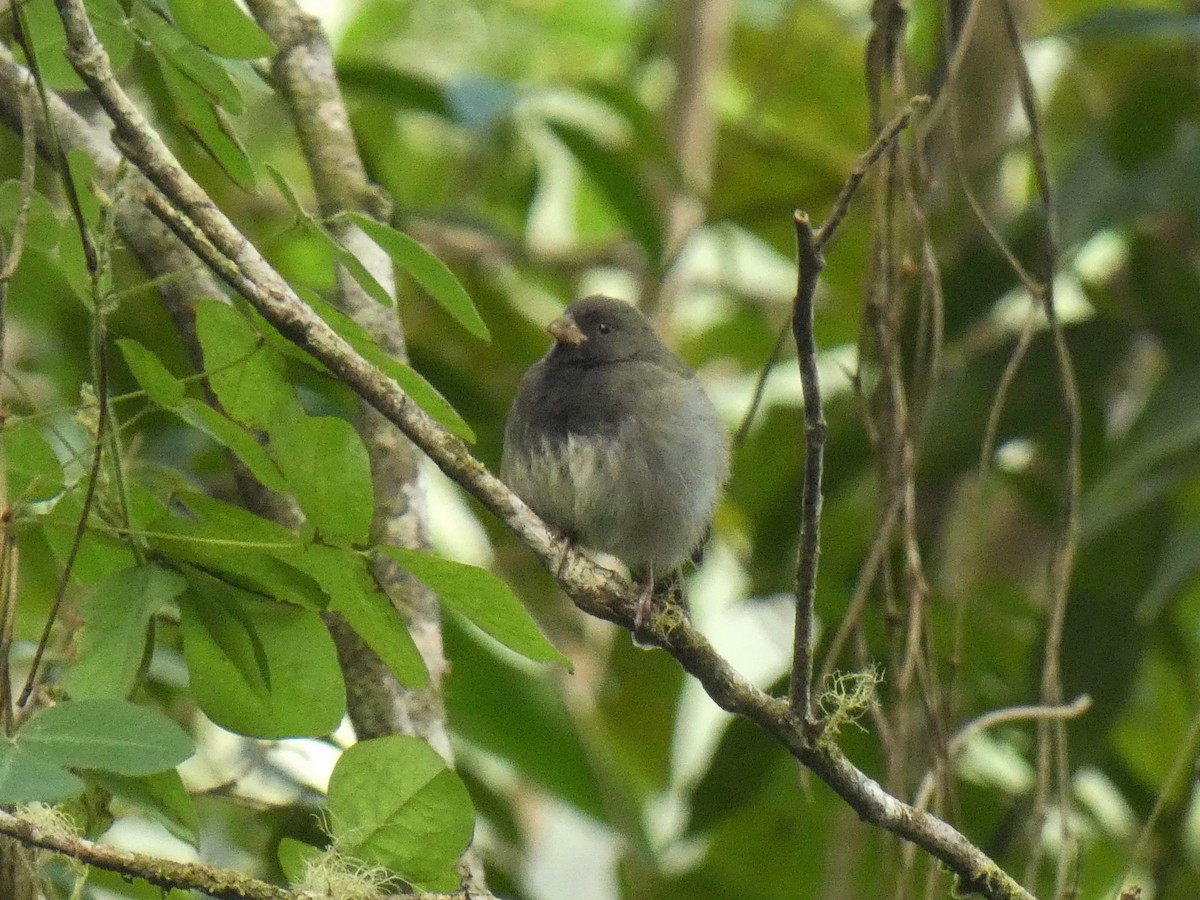 Black-faced Grassquit - ML310604991