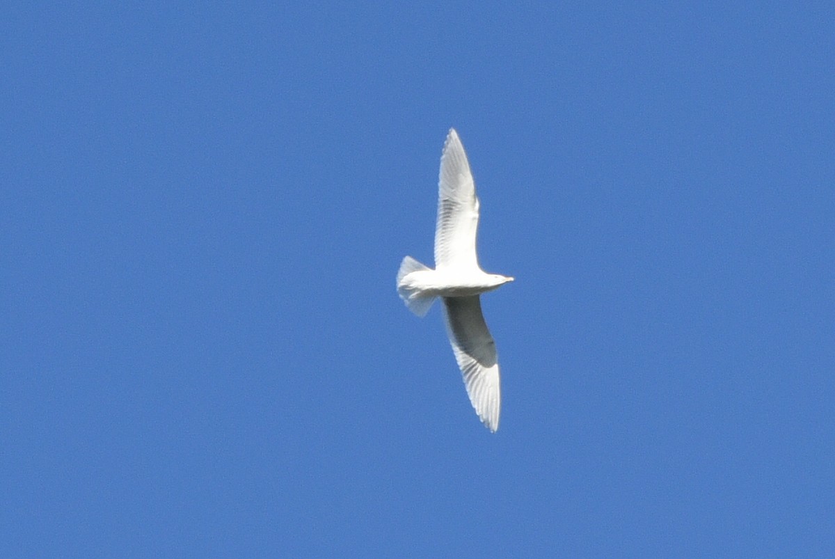 Glaucous-winged Gull - ML310605031
