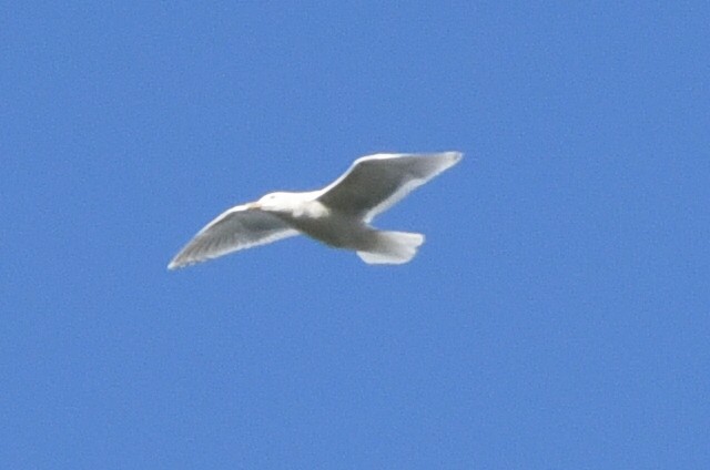 Glaucous-winged Gull - ML310605041