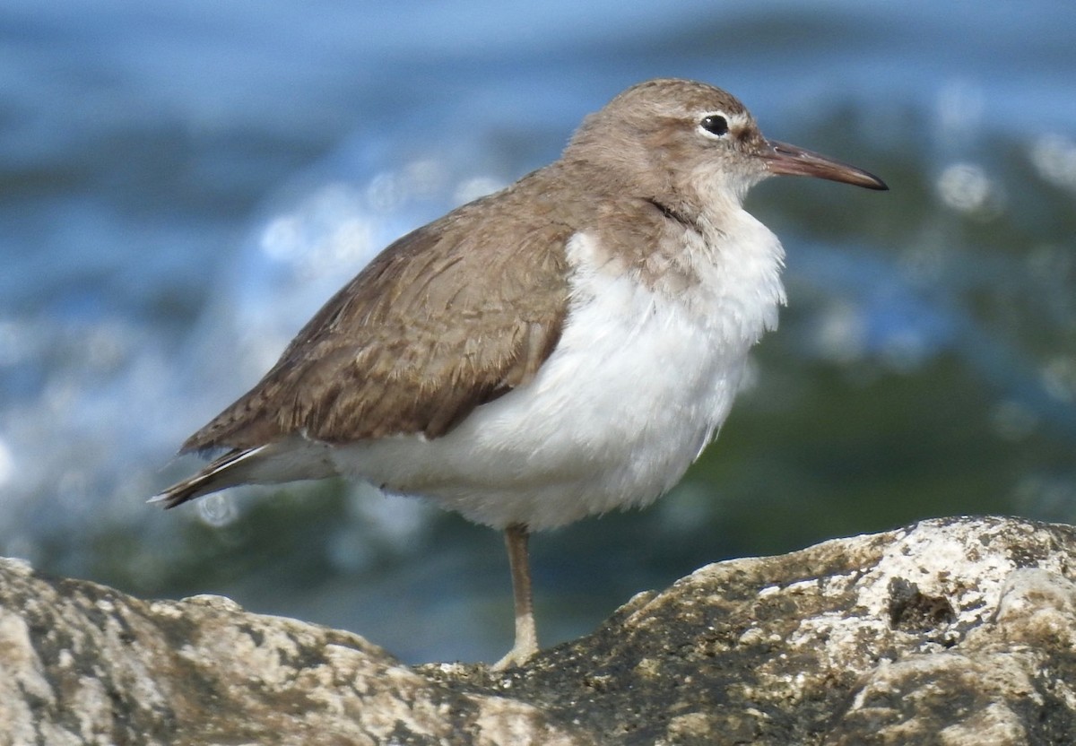 Spotted Sandpiper - alice horst