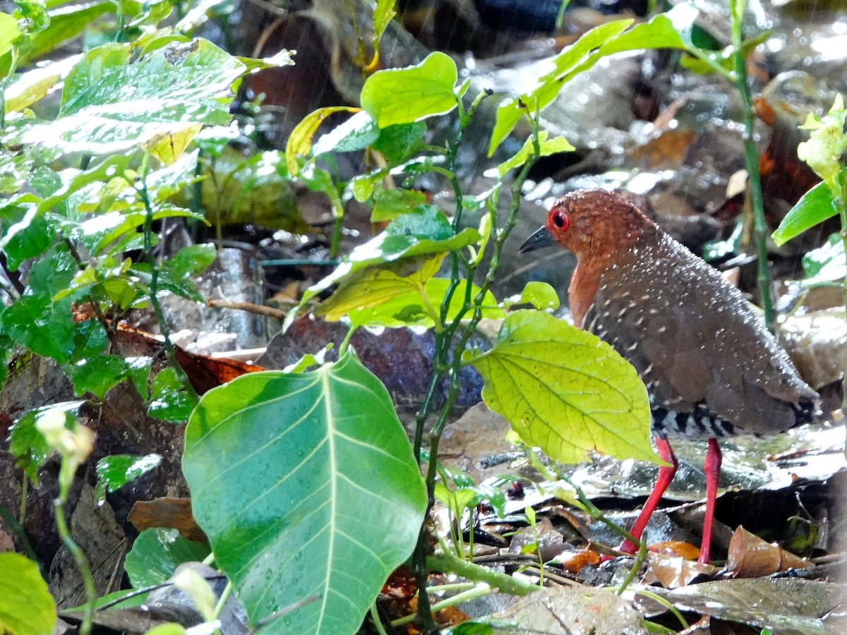 Red-legged Crake - S Rama Chandran