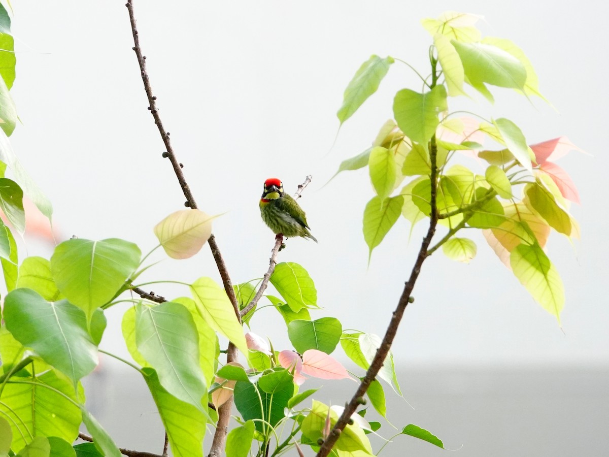 Coppersmith Barbet - S Rama Chandran