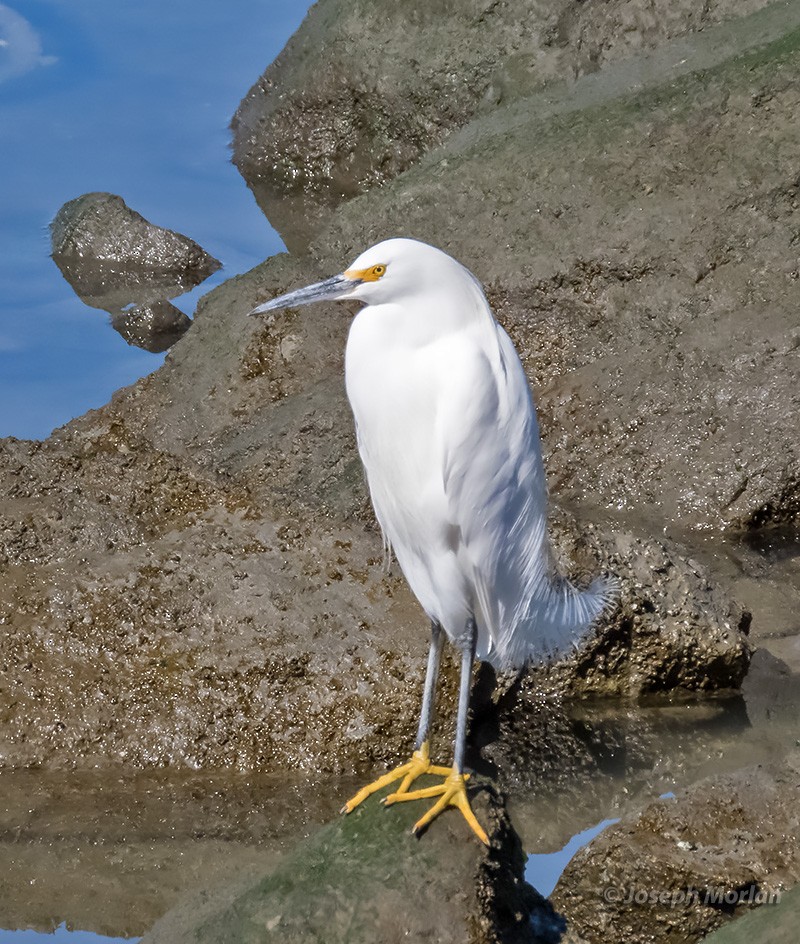 Snowy Egret - ML310610871