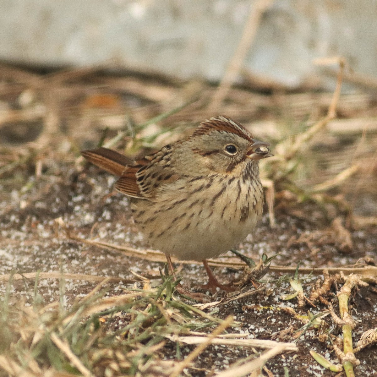 Lincoln's Sparrow - ML310611181