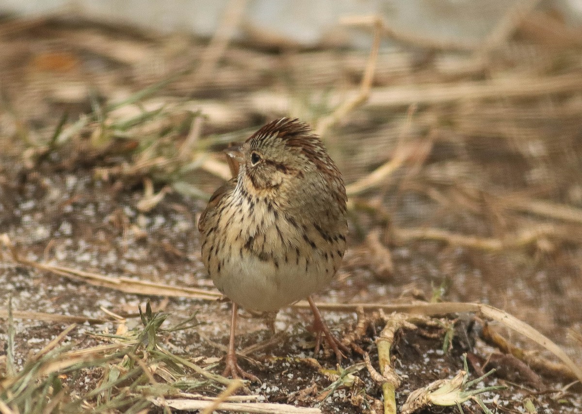 Lincoln's Sparrow - Colette Micallef