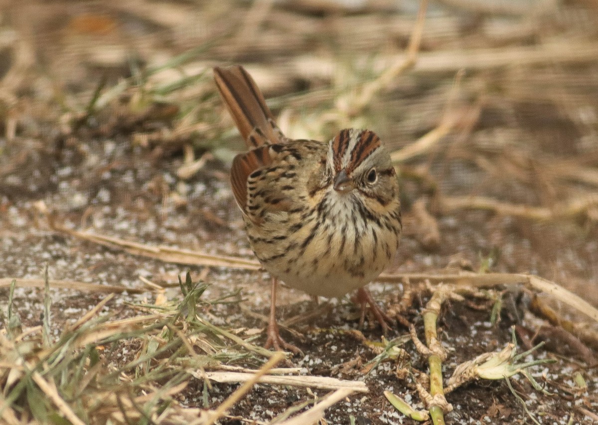 Lincoln's Sparrow - Colette Micallef