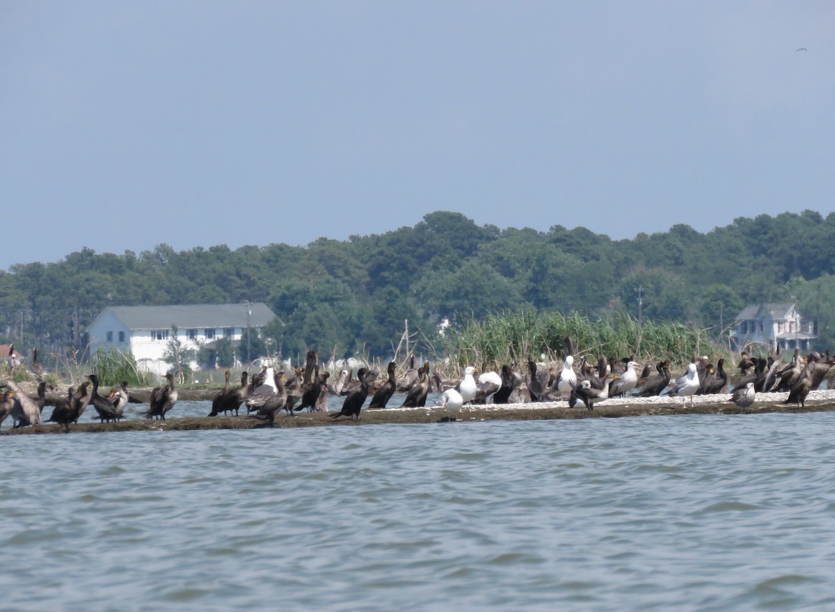 Double-crested Cormorant - ML31061161
