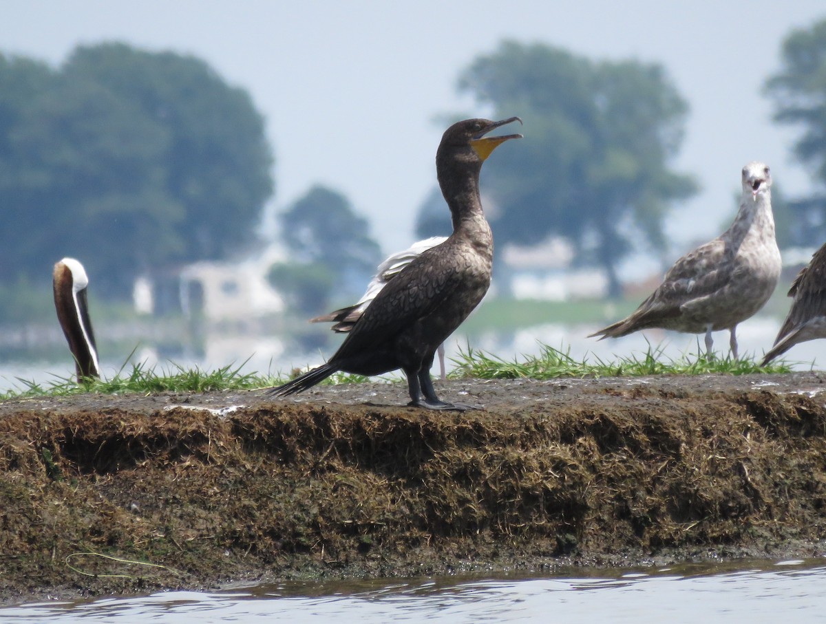 Double-crested Cormorant - ML31061171