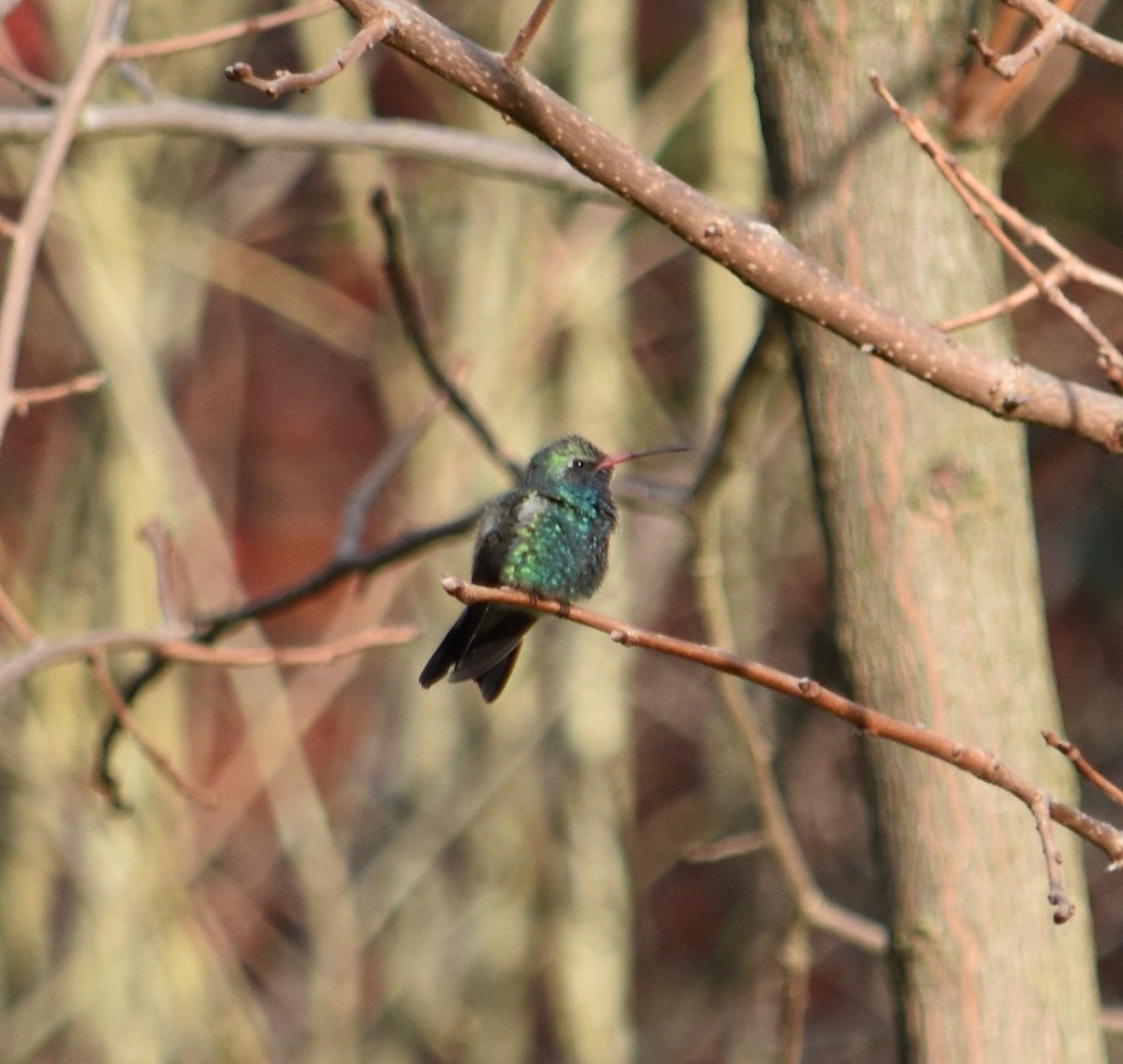 Broad-billed Hummingbird - ML310612191