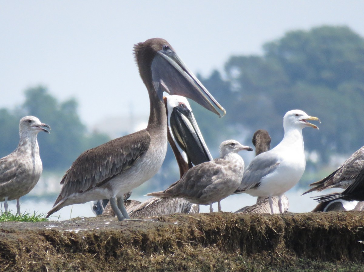 Brown Pelican - ML31061241