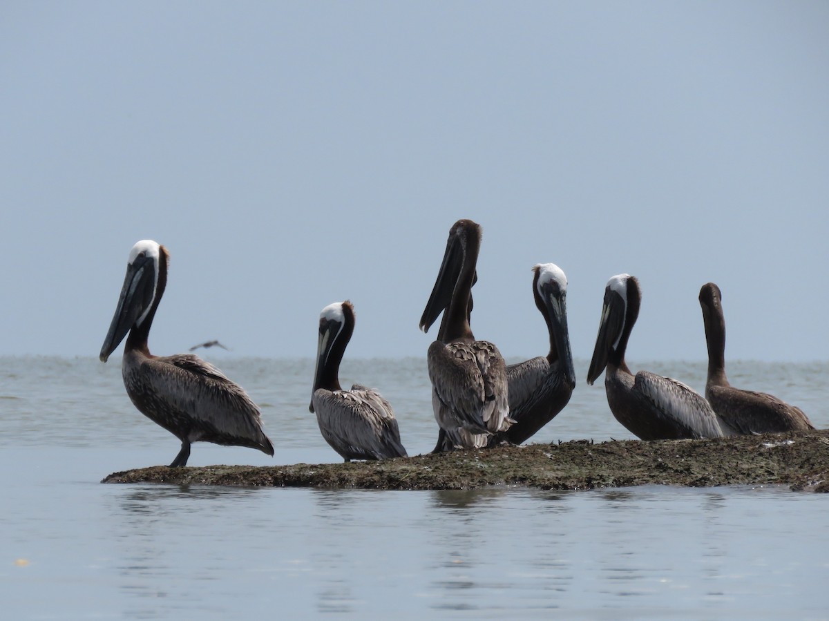 Brown Pelican - ML31061261