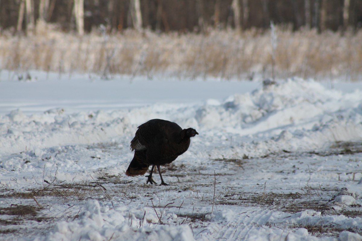 Wild Turkey - ML310613161