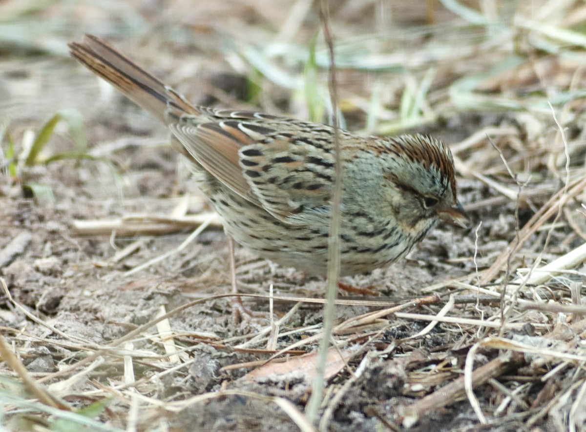Lincoln's Sparrow - Colette Micallef