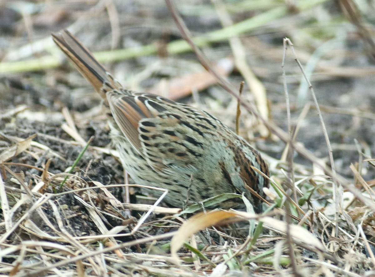 Lincoln's Sparrow - Colette Micallef