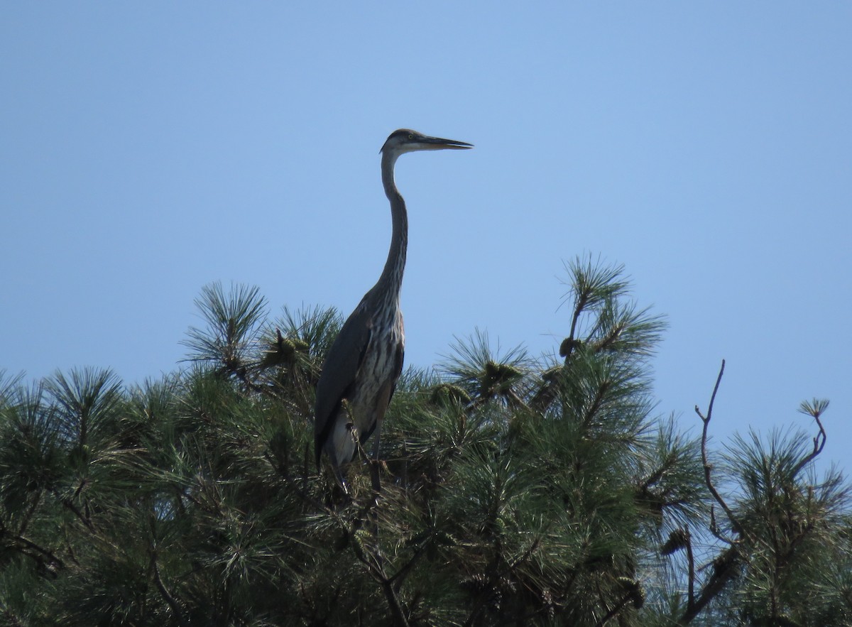 Great Blue Heron - ML31061381
