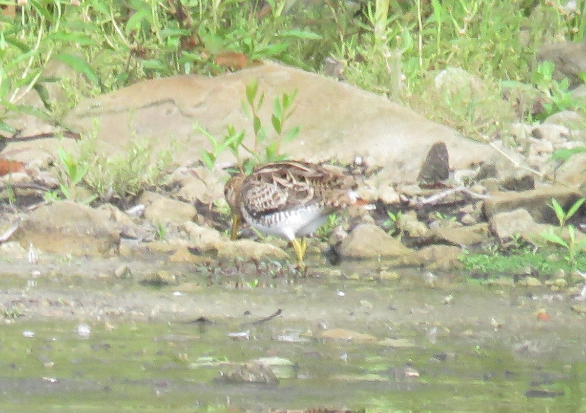 Latham's Snipe - ML310613841