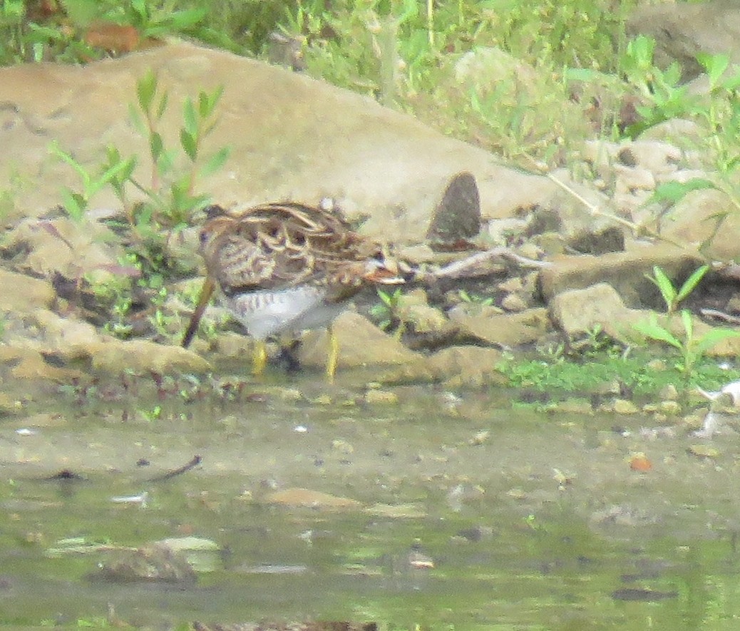 Agachadiza Japonesa - ML310613851