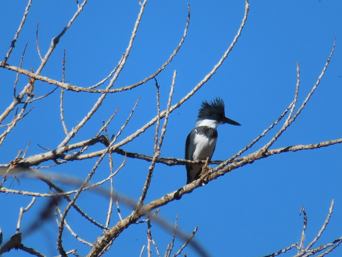 Belted Kingfisher - ML310616391