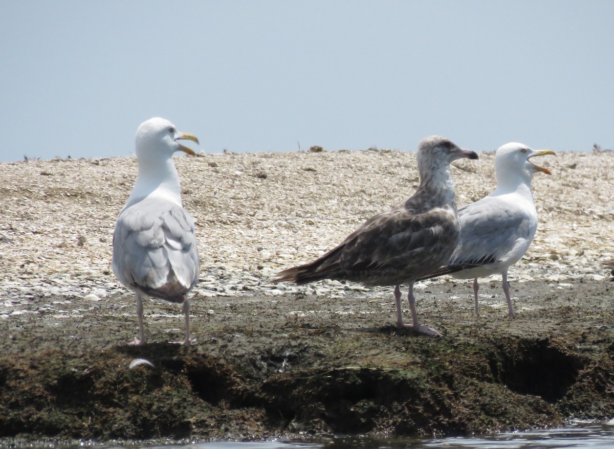 American Herring Gull - ML31061681