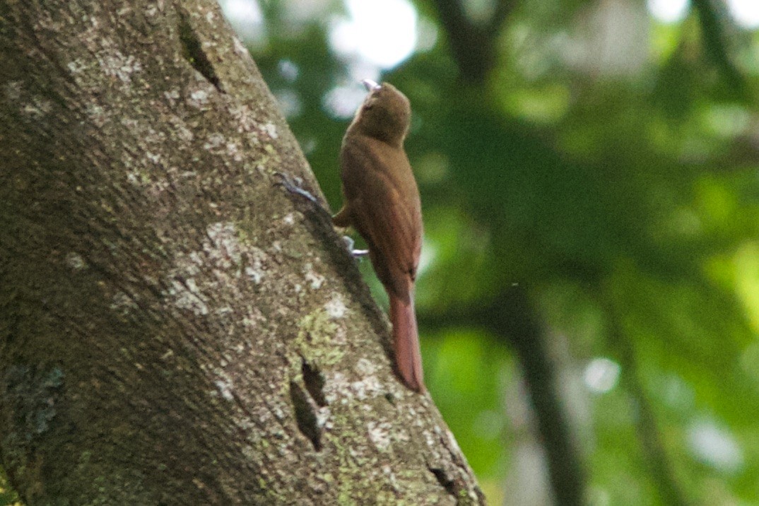 Plain-brown Woodcreeper - ML310617171