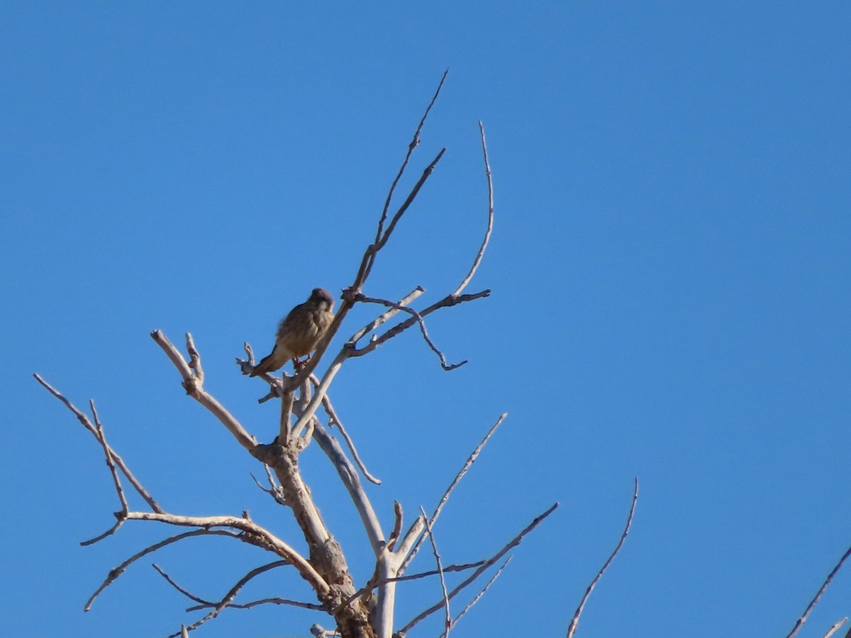 American Kestrel - ML310617591