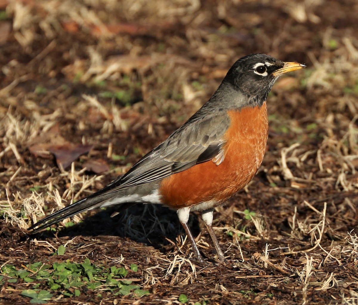 American Robin - ML310618461
