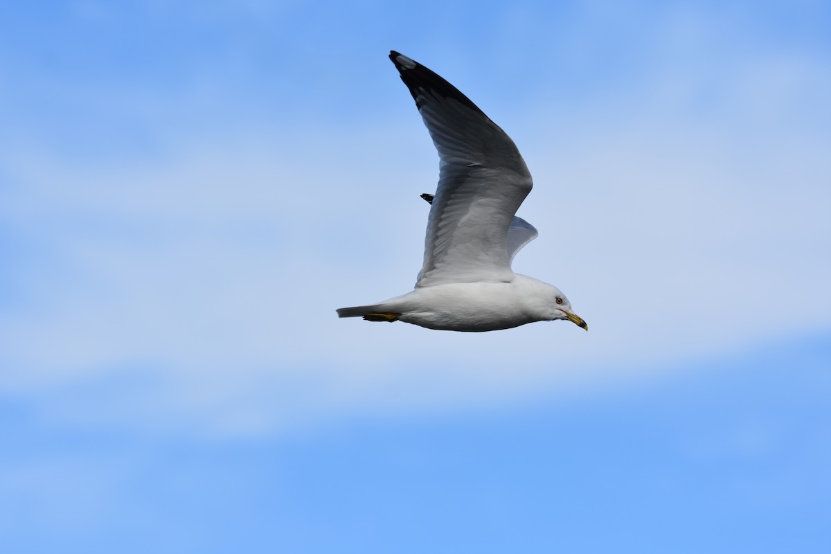 Ring-billed Gull - ML310619161