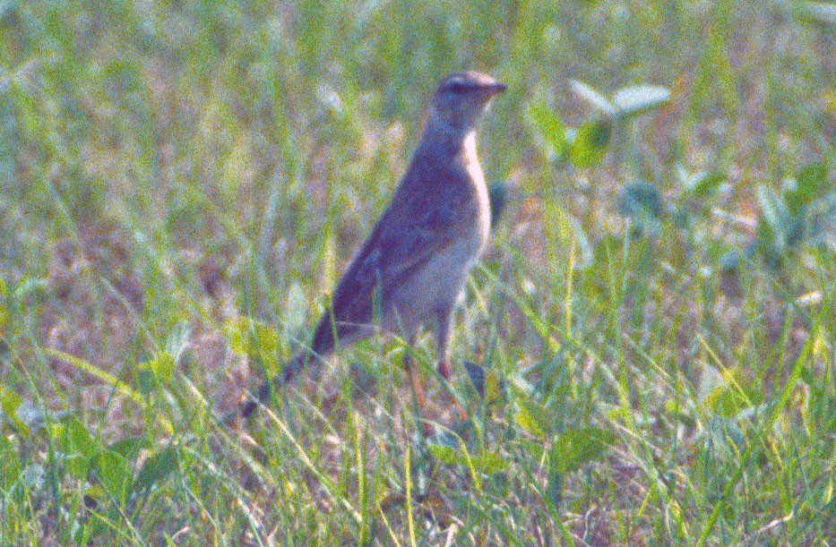 Long-legged Pipit - Don Roberson