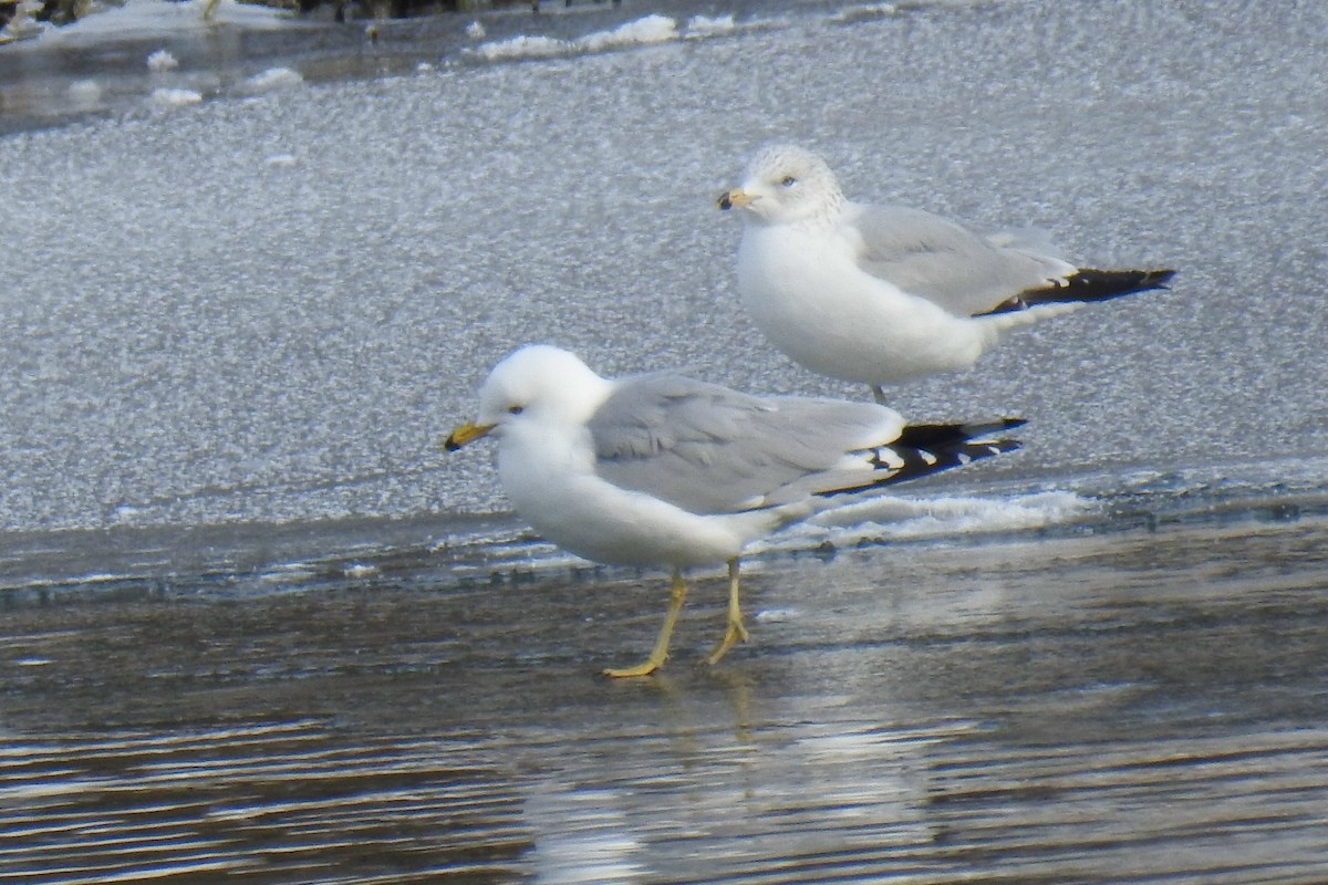 Ring-billed Gull - ML310621041