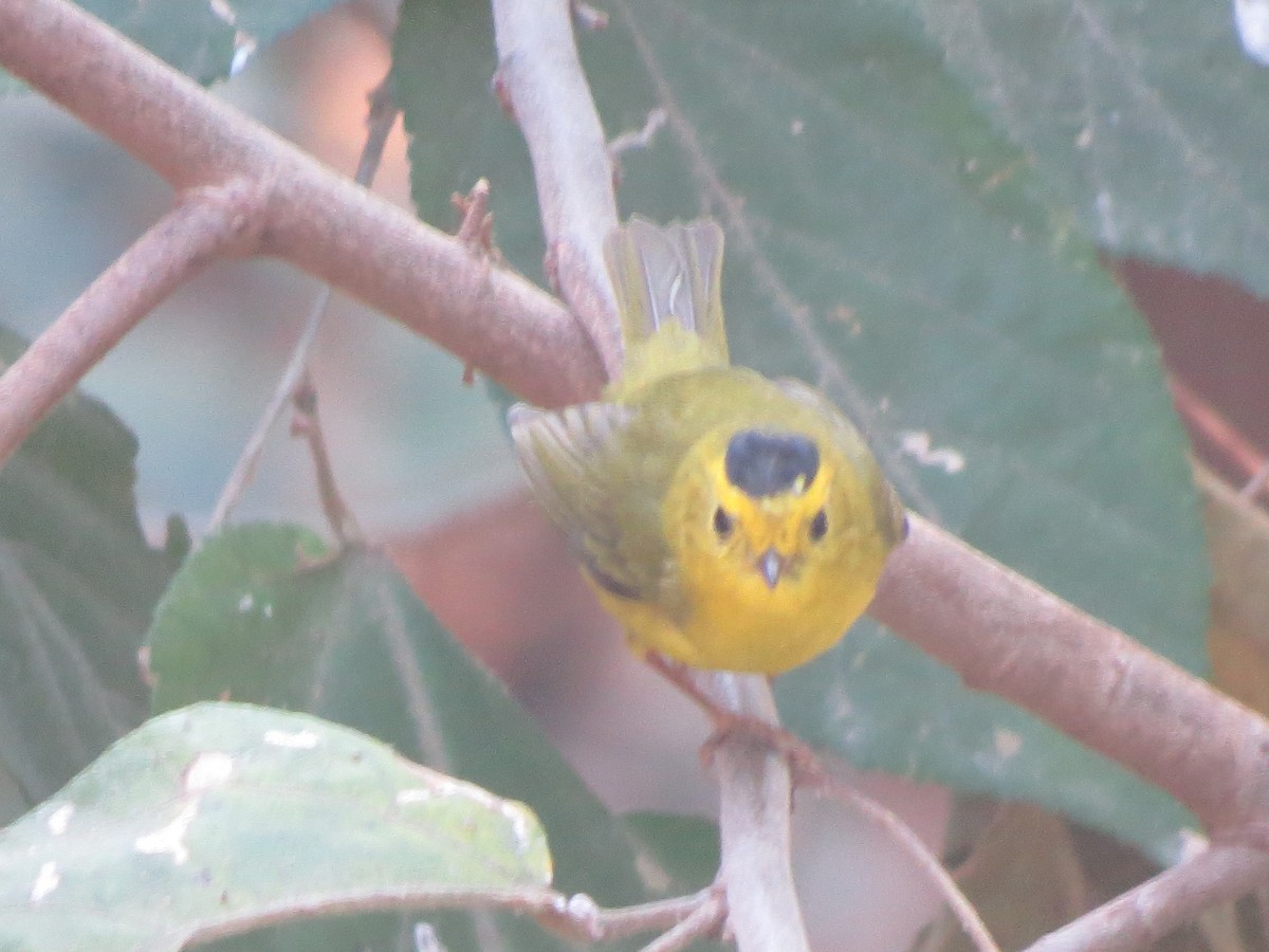 Wilson's Warbler - Francisco Emilio Roldan Velasco Tuxtla Birding Club - Chiapas