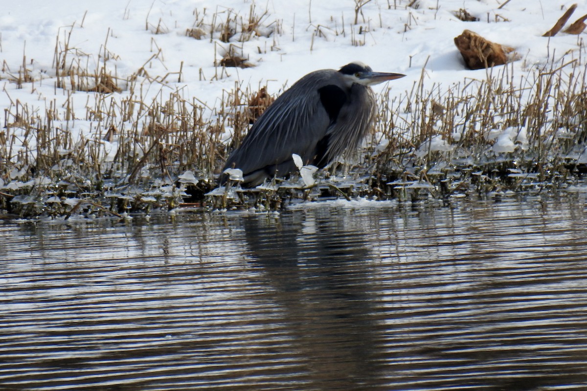 Great Blue Heron - ML310621581