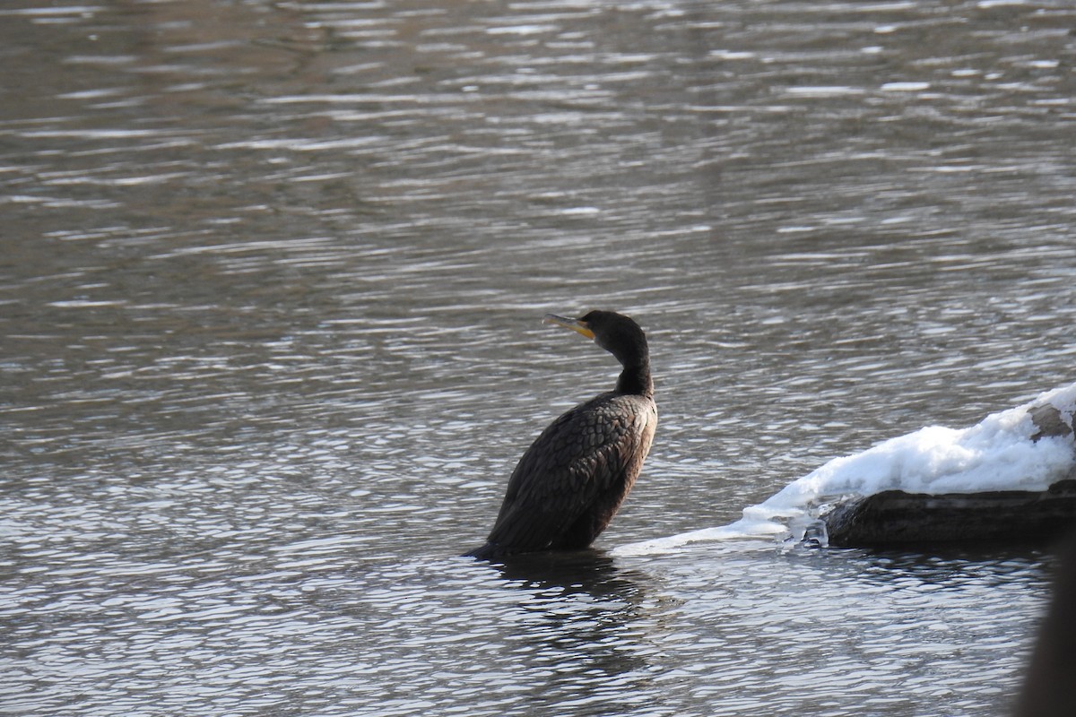 Cormorán Orejudo - ML310621611