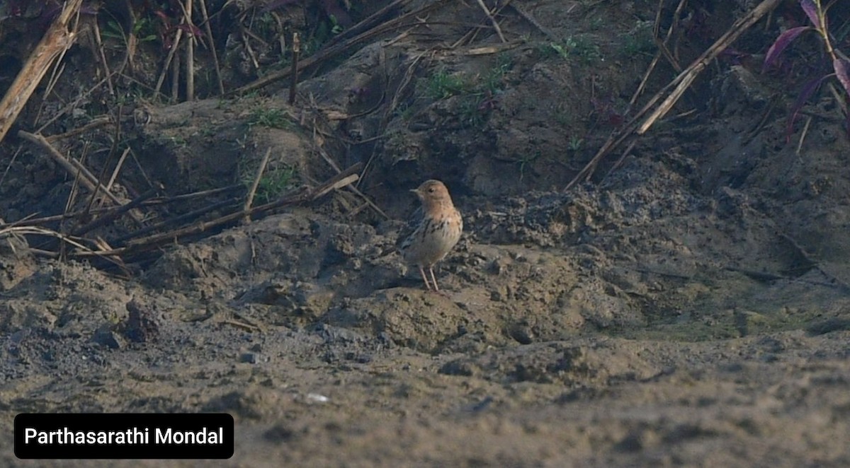 Red-throated Pipit - ML310621871