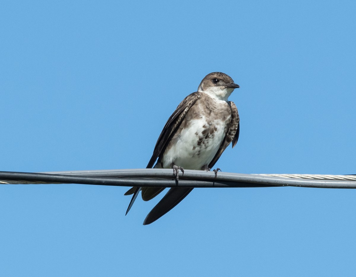 Brown-chested Martin - ML310623031