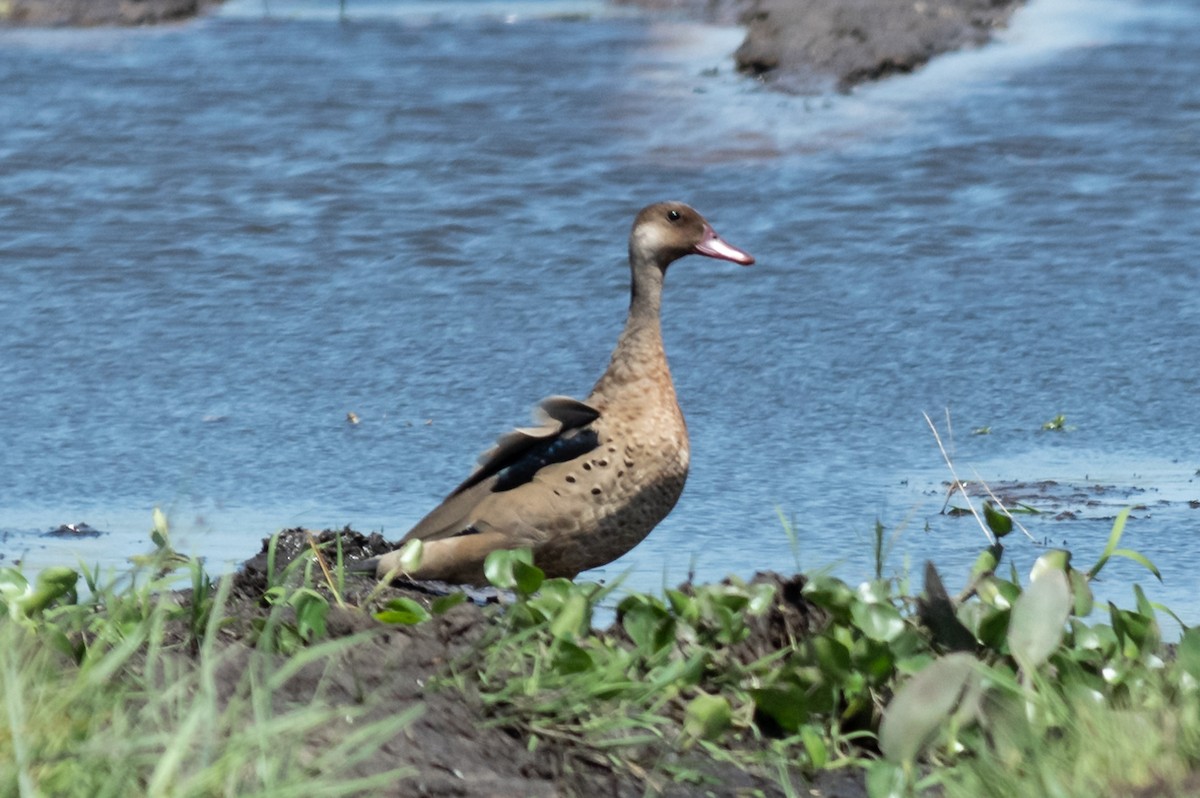 Brazilian Teal - ML310623181