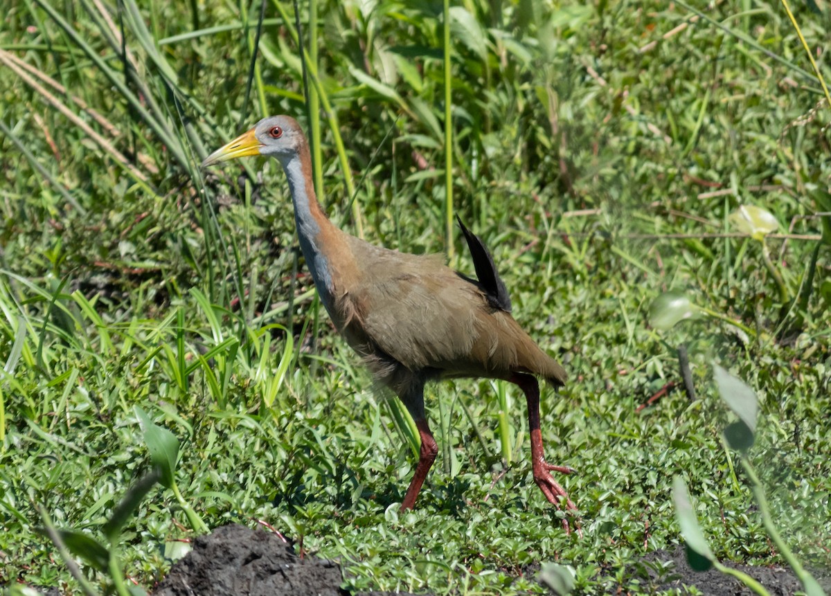 Giant Wood-Rail - ML310623351