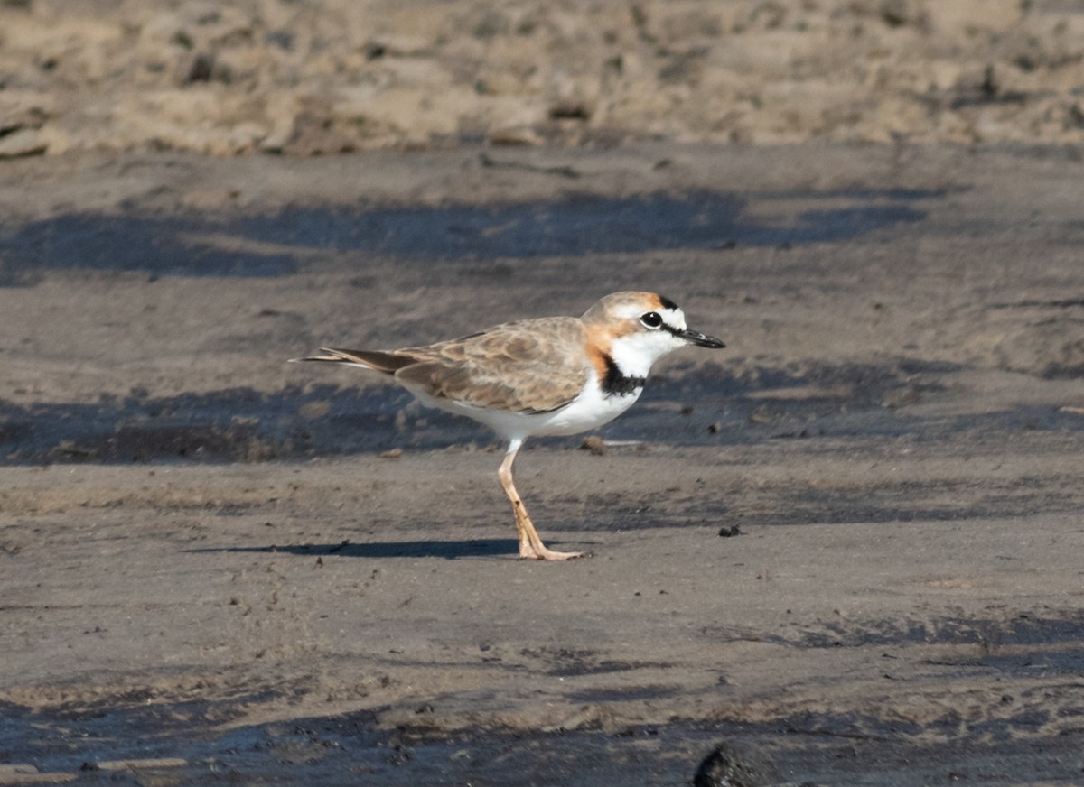 Collared Plover - ML310623371