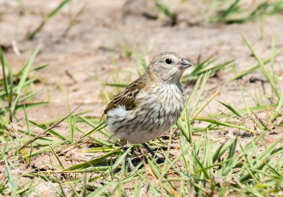 Saffron Finch - ML310623491