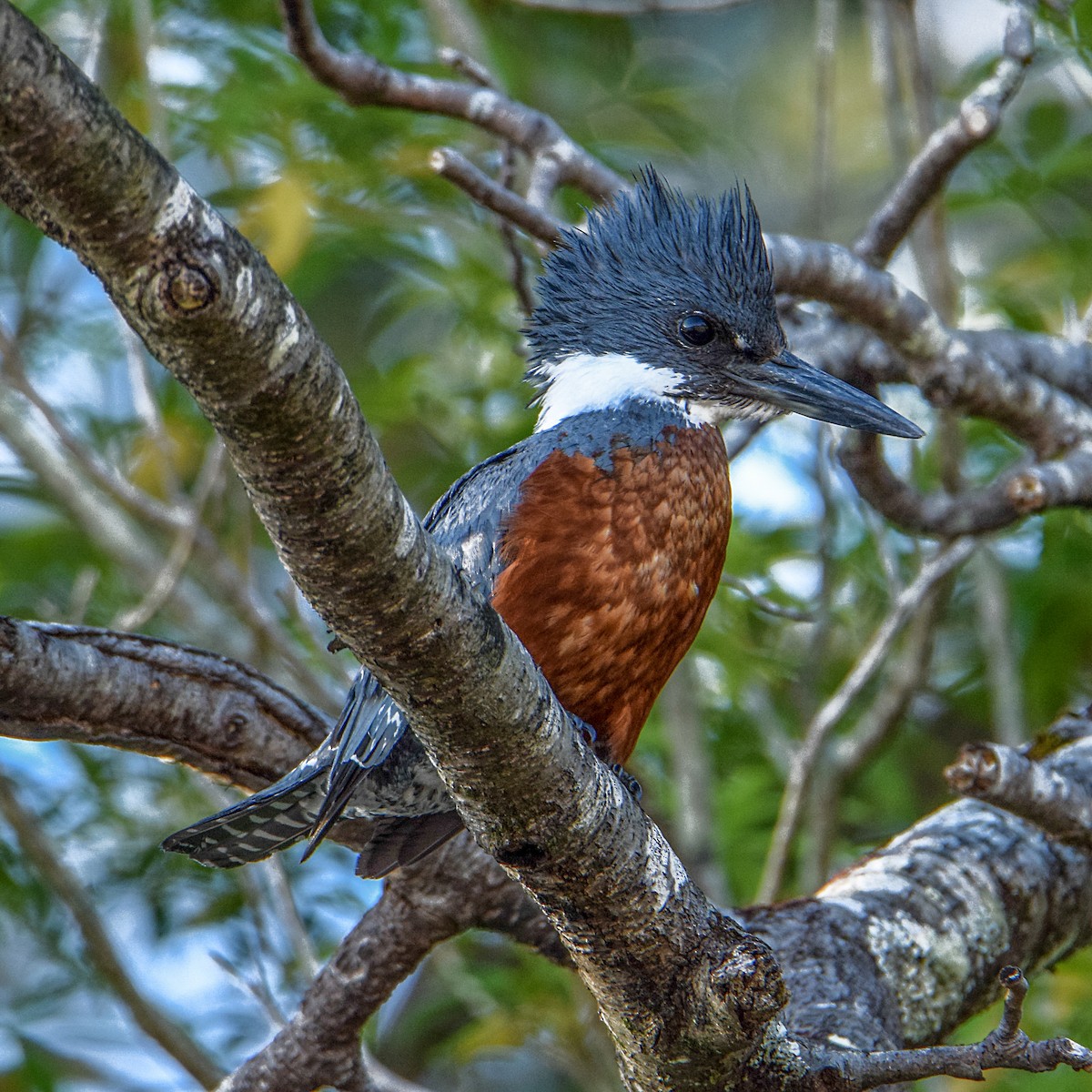 Ringed Kingfisher - ML310623711