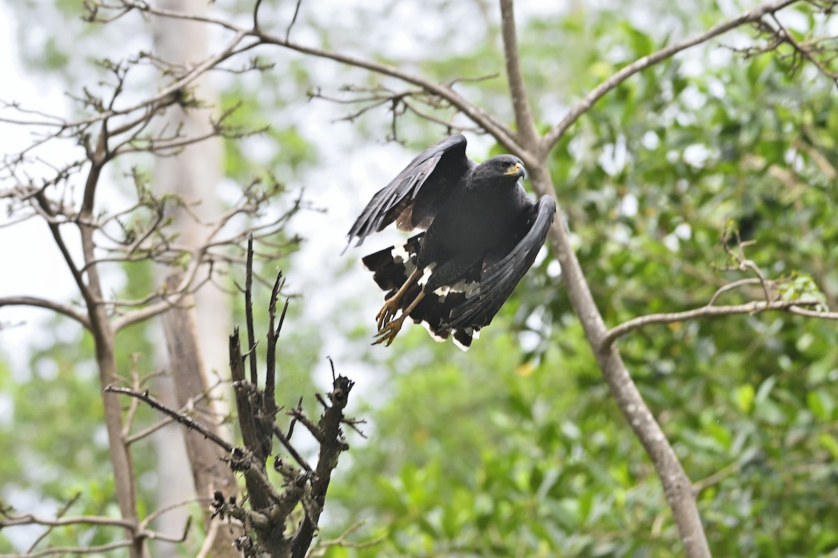 Great Black Hawk - ML310624791