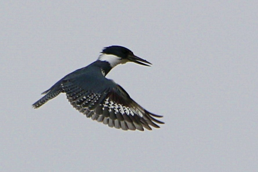 Belted Kingfisher - ML310625341