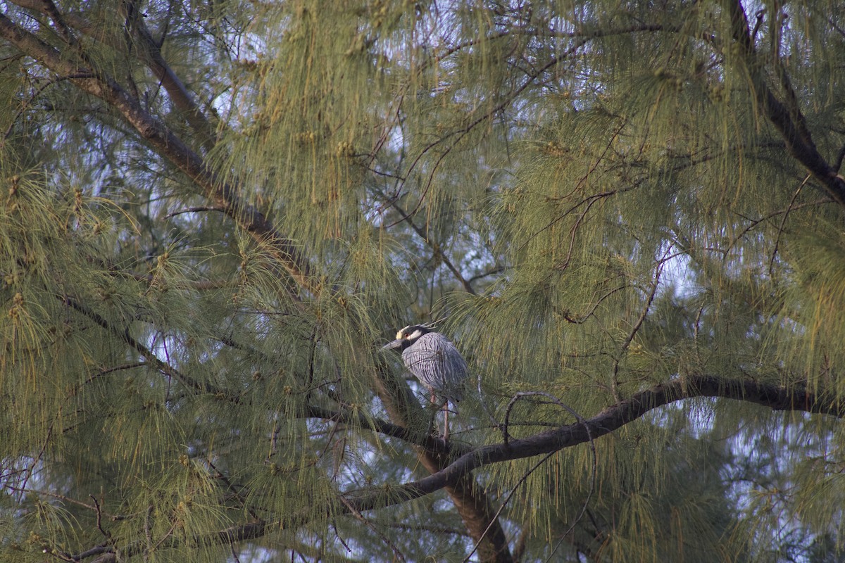 gulkronehegre - ML310625991