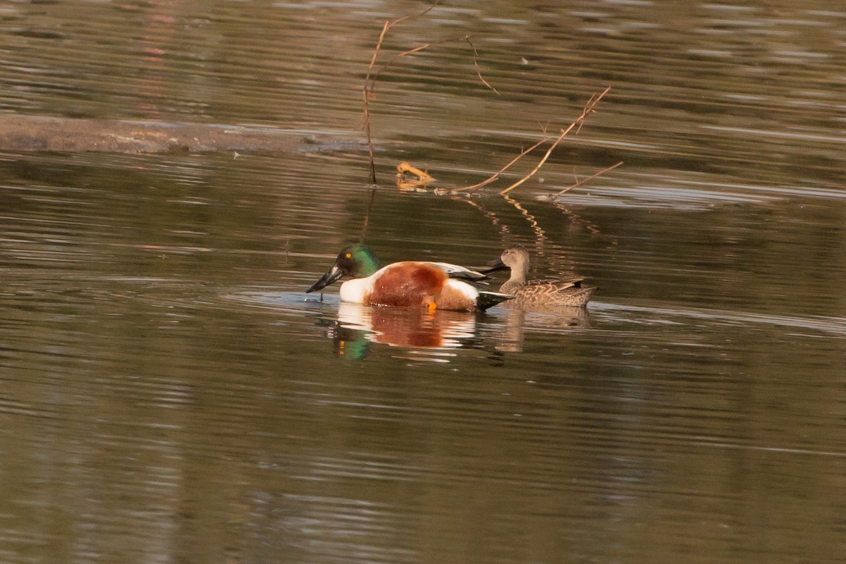 Northern Shoveler - Frances Butler