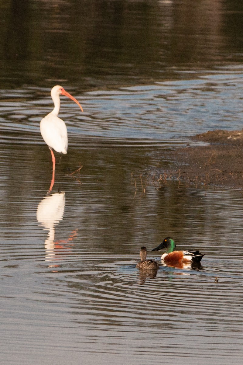 Northern Shoveler - ML310627111