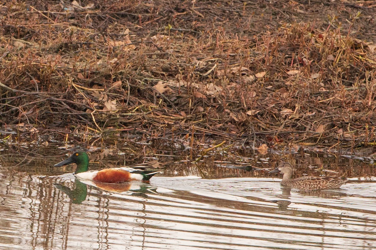 Northern Shoveler - ML310627121