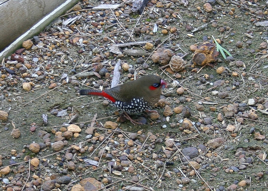 Red-eared Firetail - ML310627201