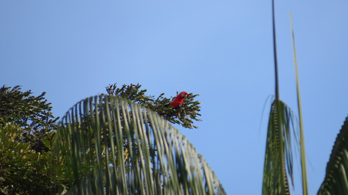 Scarlet Macaw - ML31062761