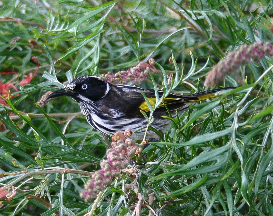 New Holland Honeyeater - ML310627611