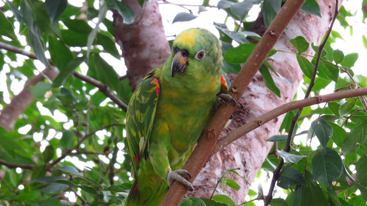 Yellow-crowned Amazon - ML31062951