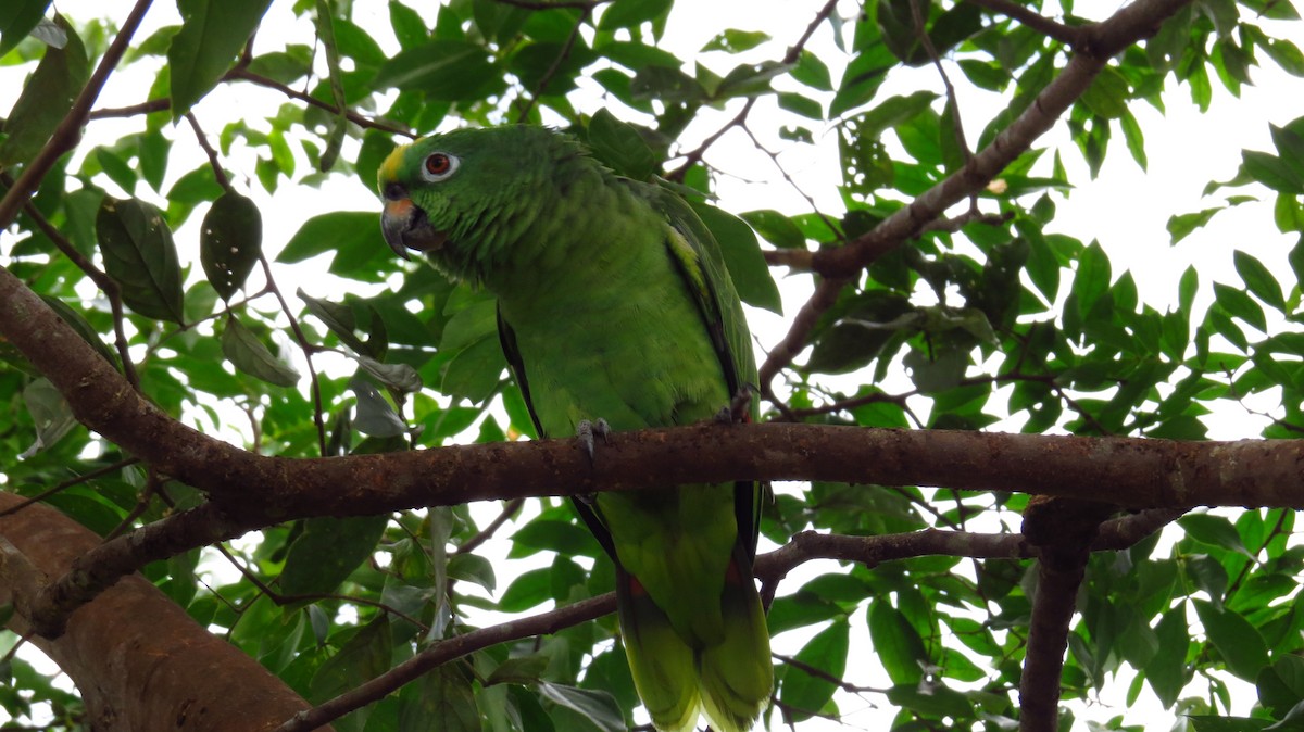 Yellow-crowned Amazon - ML31062961